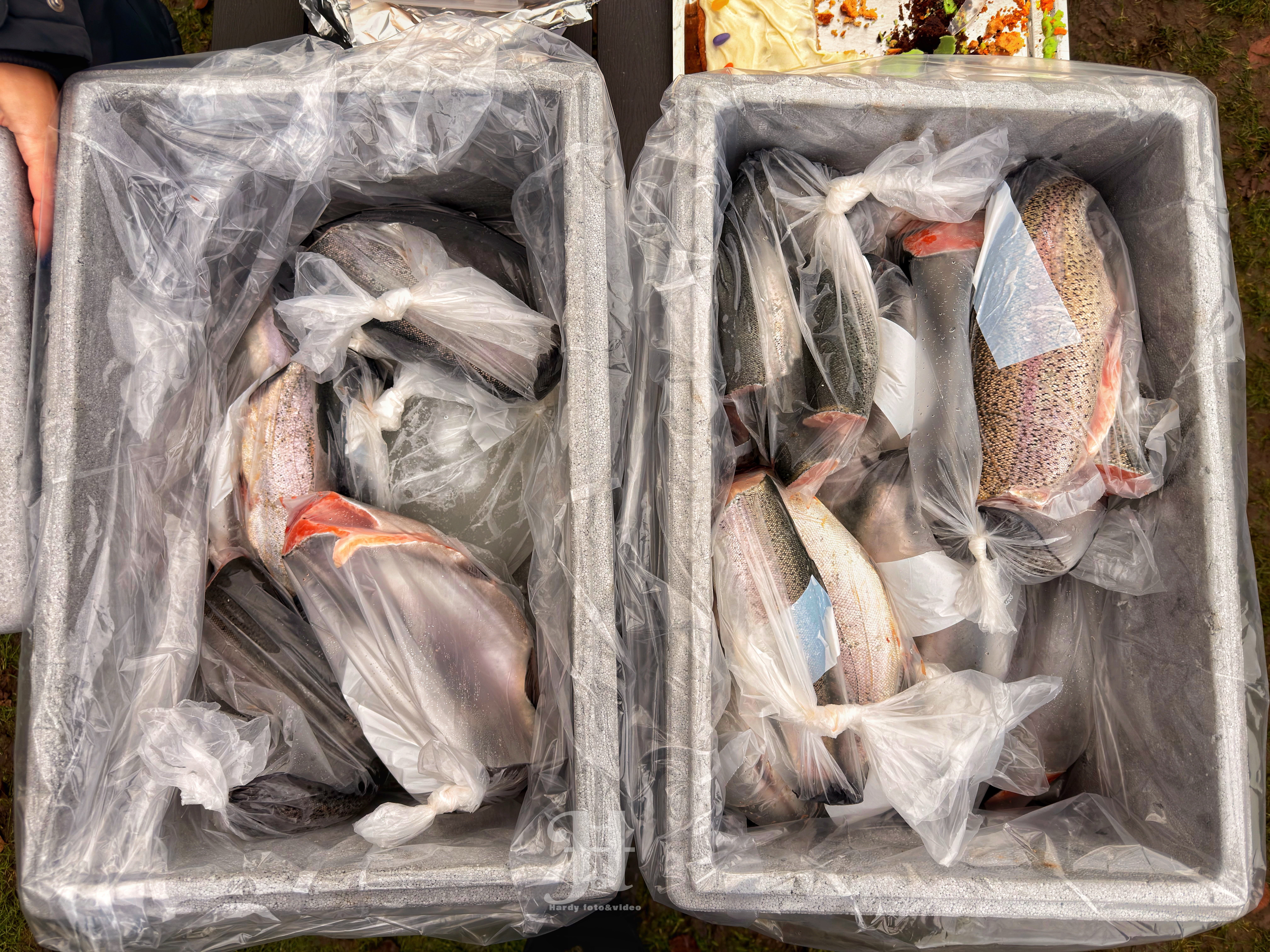 Fisk for en god sag rask mølle skole