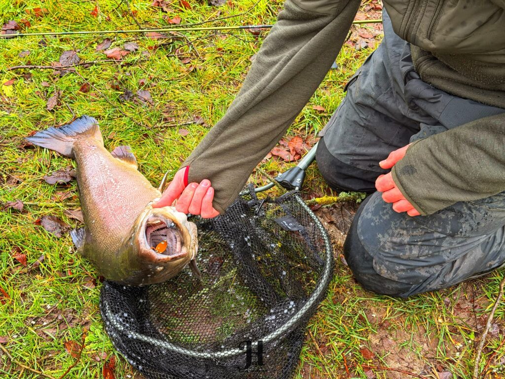 Sølvørred lystfiskeroasen